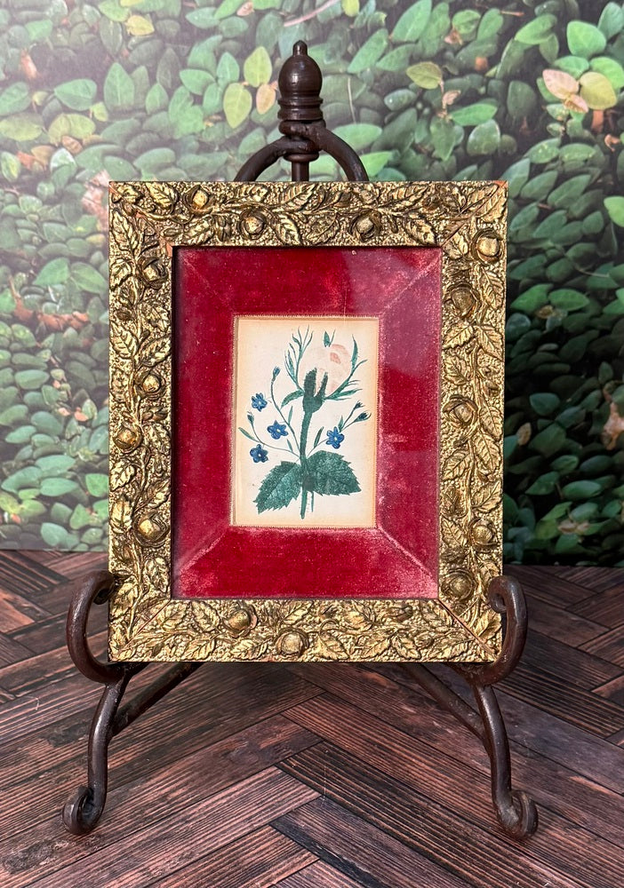 Antique Framed Botanical Watercolor, Blue Flowers on Red Velvet, Gilt Frame