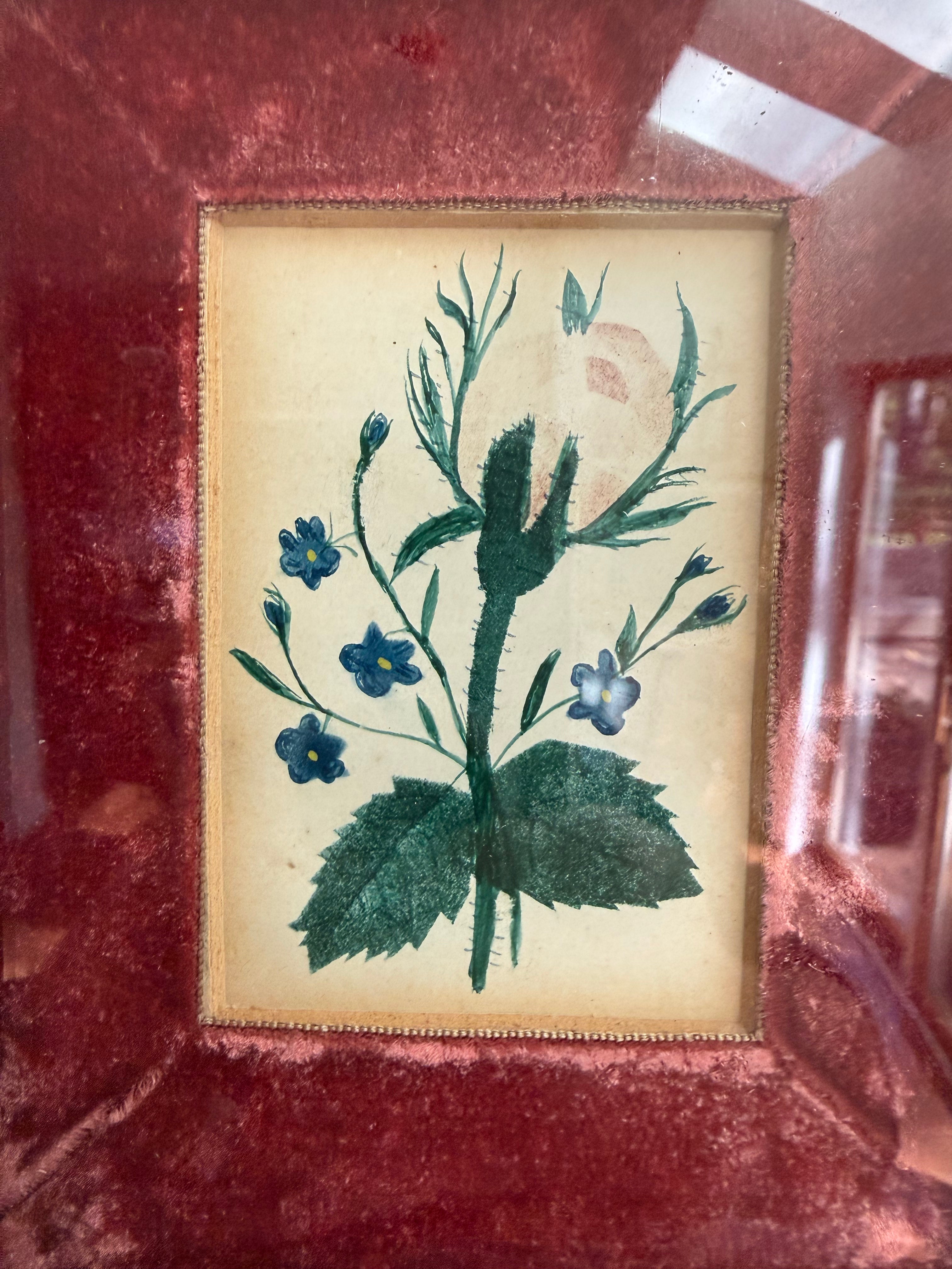 Antique Framed Botanical Watercolor, Blue Flowers on Red Velvet, Gilt Frame